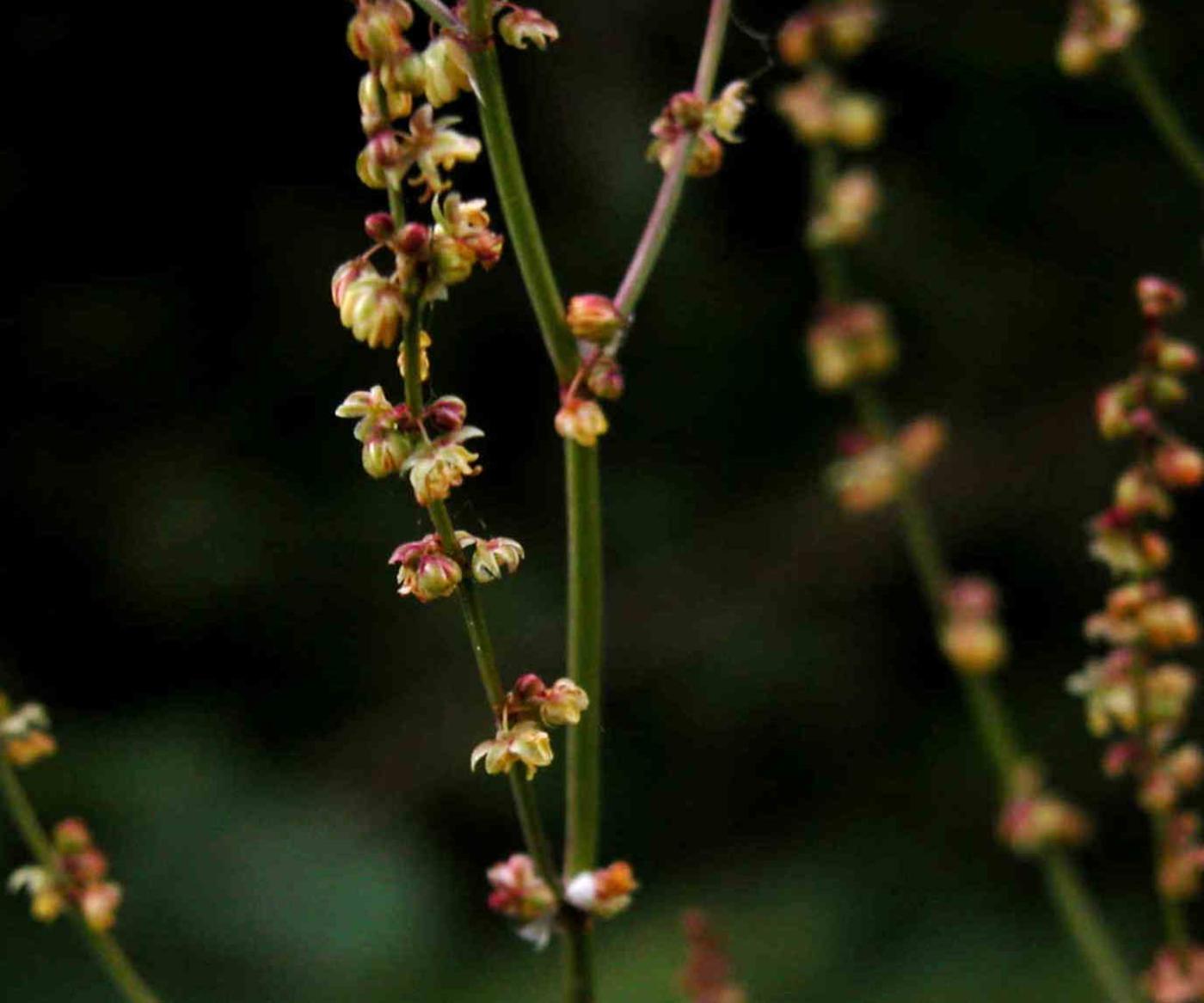 Sheep's Sorrel flower